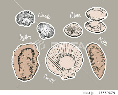 Shell Hand Draw Sketch Vector Seafood Set のイラスト素材