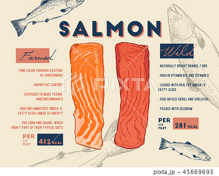 Comparison between wild and farmed salmon filet 45669693