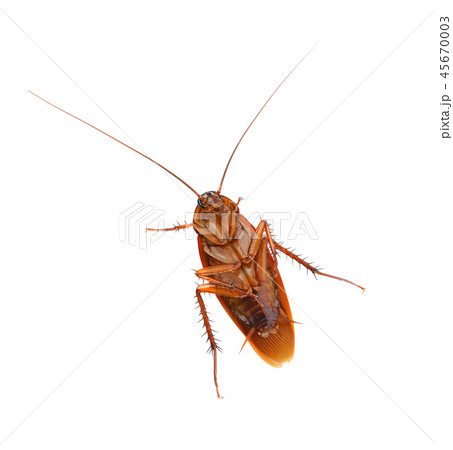 Cockroach  on a white background 45670003