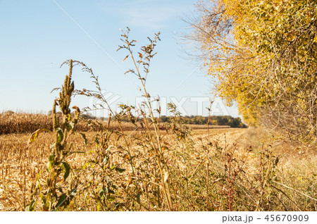 View at dried out cornfield. 45670909