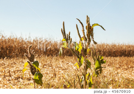 View at dried out cornfield. 45670910