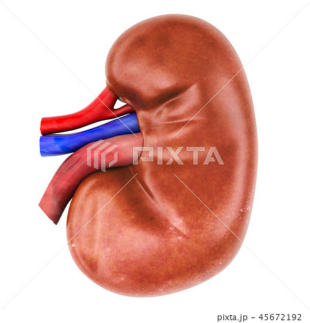 Human Kidney, 3D rendering 45672192