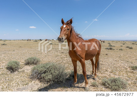 Wild horses in Colorado in Summer 45672977