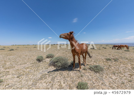 Wild horses in Colorado in Summer 45672979