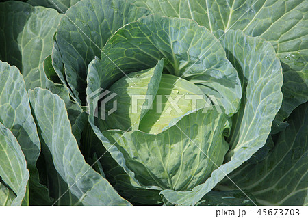 高原キャベツ 45673703