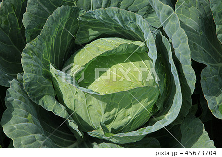 高原キャベツ 45673704