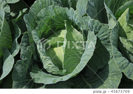 高原キャベツ 45673709