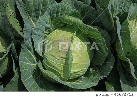 高原キャベツ 45673712