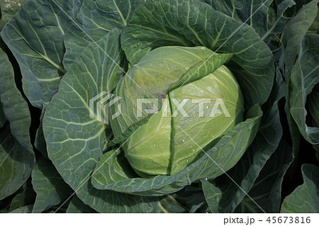 高原キャベツ 45673816