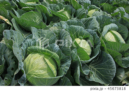 高原キャベツ 45673818