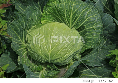 高原キャベツ 高原キャベツ 45673821