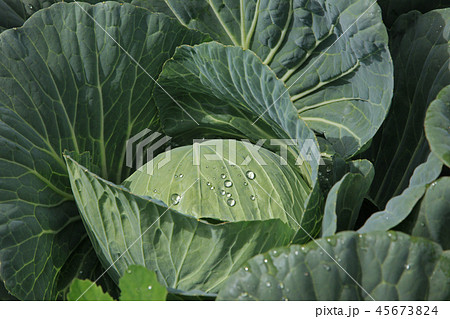 高原キャベツ 45673824