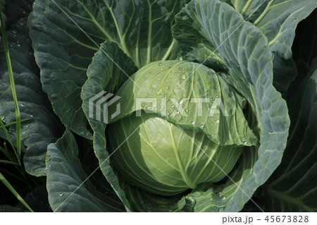 高原キャベツ 45673828