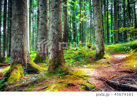 the last of the sun shining through the trees. the last of the sun shining through the trees. 45674161