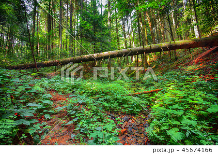 old fallen trees in the forest old fallen trees in the forest 45674166