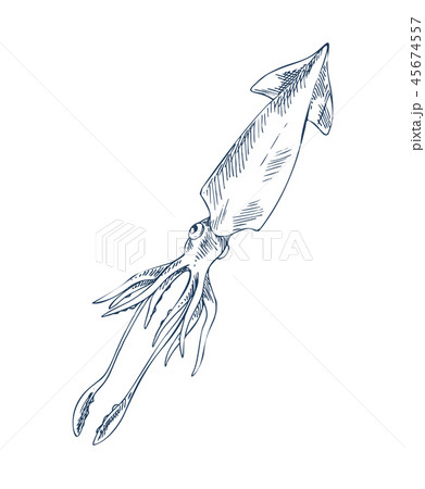 Squid Marine Inhabitant Sketch Style Depiction Squid Marine Inhabitant Sketch Style Depiction 45674557