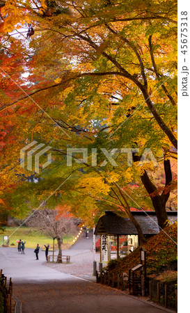 紅葉ライトアップ 紅葉ライトアップ 45675318