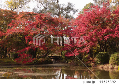 京都府立植物園の紅葉の写真素材