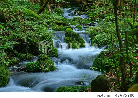 尚仁沢湧水群の情景＠栃木 45675880