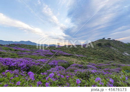 ファンメサン 山 ツツジ 45676173