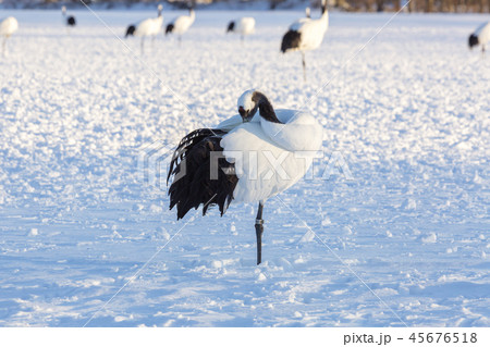 タンチョウ 鳥 冬 45676518