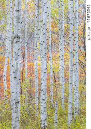 江原道 韓国 屋外 45676546