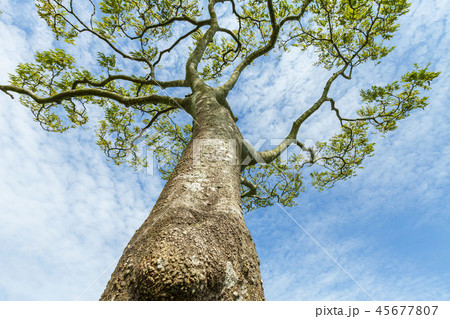 済州島 韓国 屋外 45677807