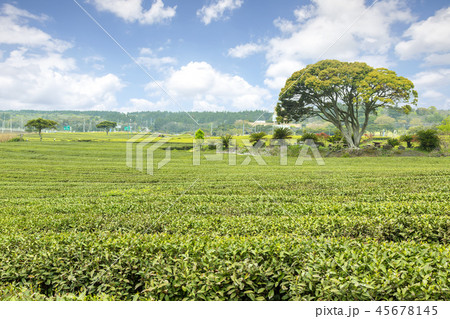 済州島 韓国 屋外 45678145