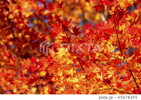鮮やかな紅葉 45678305