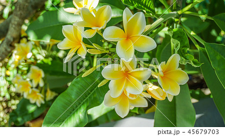 綺麗に咲いたプルメリア 45679703