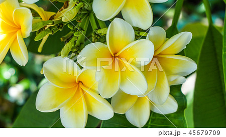 綺麗に咲いたプルメリア 45679709