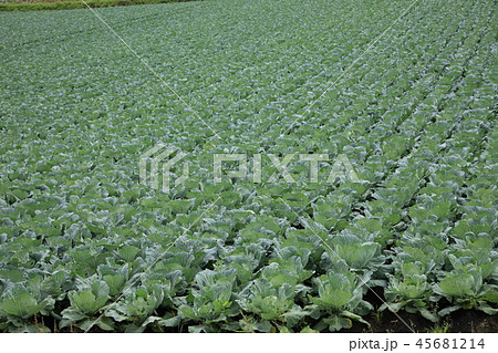 高原キャベツ 45681214