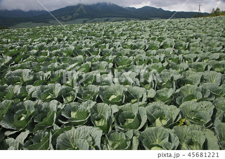 高原キャベツ 45681221