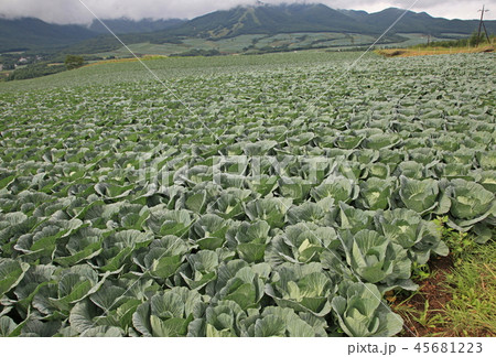 高原キャベツ 45681223