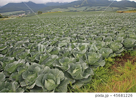 高原キャベツ 45681226