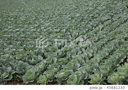 高原キャベツ 45681230