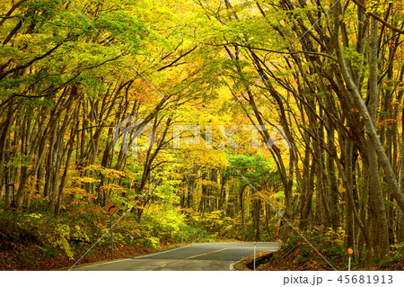 秋の大山スカイライン 秋の大山スカイライン 45681913
