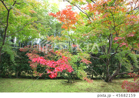 桂離宮 紅葉 桂離宮 紅葉 45682159