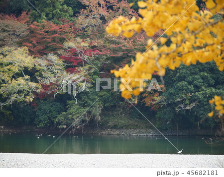 紅葉・清流・カモ 45682181