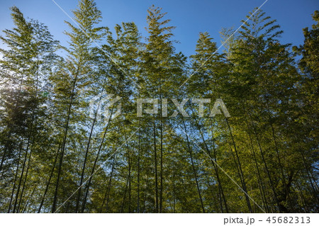 西日の竹林　香川県まんのう公園 45682313