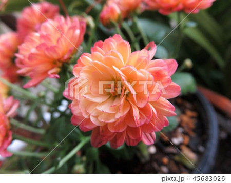 ジジ　コーラル 45683026