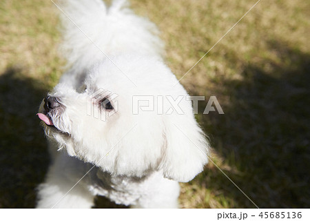 犬 子犬 本 45685136