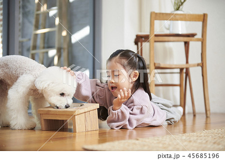 犬 子犬 本 45685196