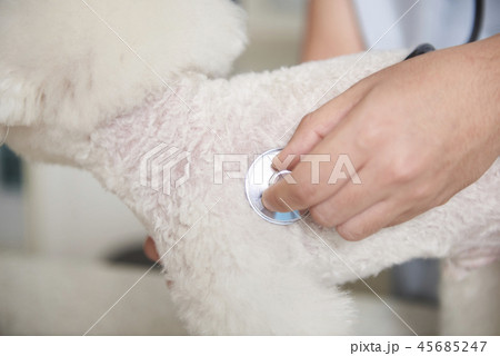 犬 子犬 本 45685247