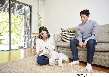 犬 子犬 本 45685256
