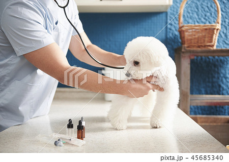 犬 子犬 本 45685340