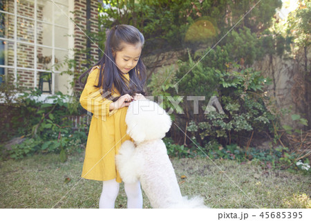 犬 子犬 本 45685395