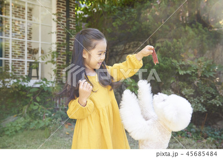 犬 子犬 本 45685484