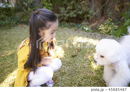 犬 子犬 女の子 45685487