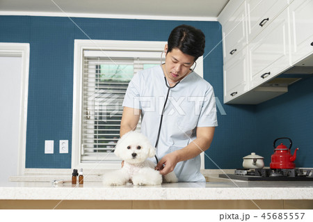 犬 子犬 本 45685557